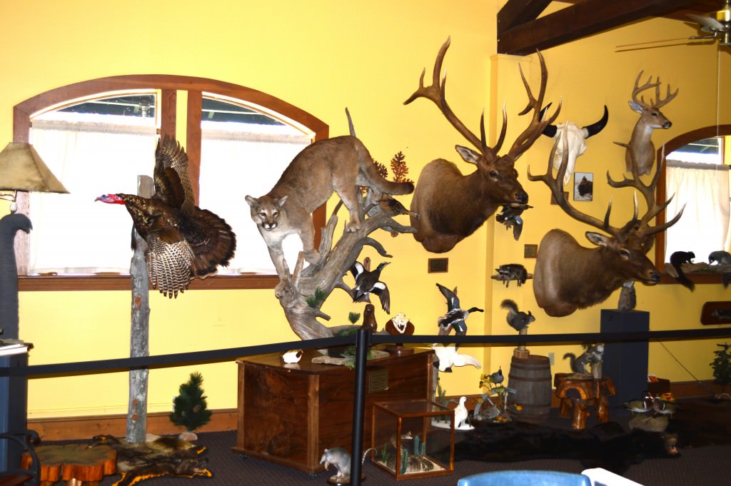 Animal exhibit in the North Gallery